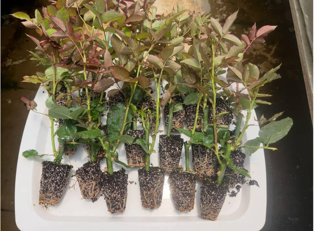 تولید و فروش قلمه رز هلندی گلستان رز جاوید در یاسوج